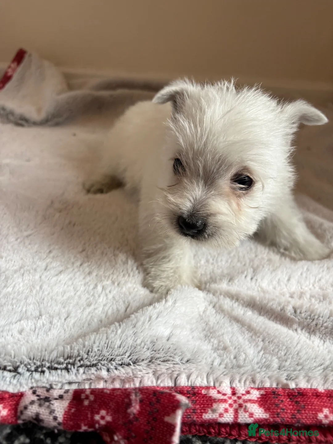 West Highland Terrier dogs for sale: 2 stunning west highland terrier puppies for sale  - Advert 2