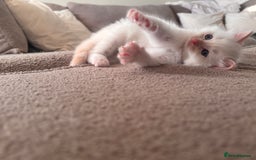 Ragdoll cats for sale: Ragdoll Kittens  - Image 26