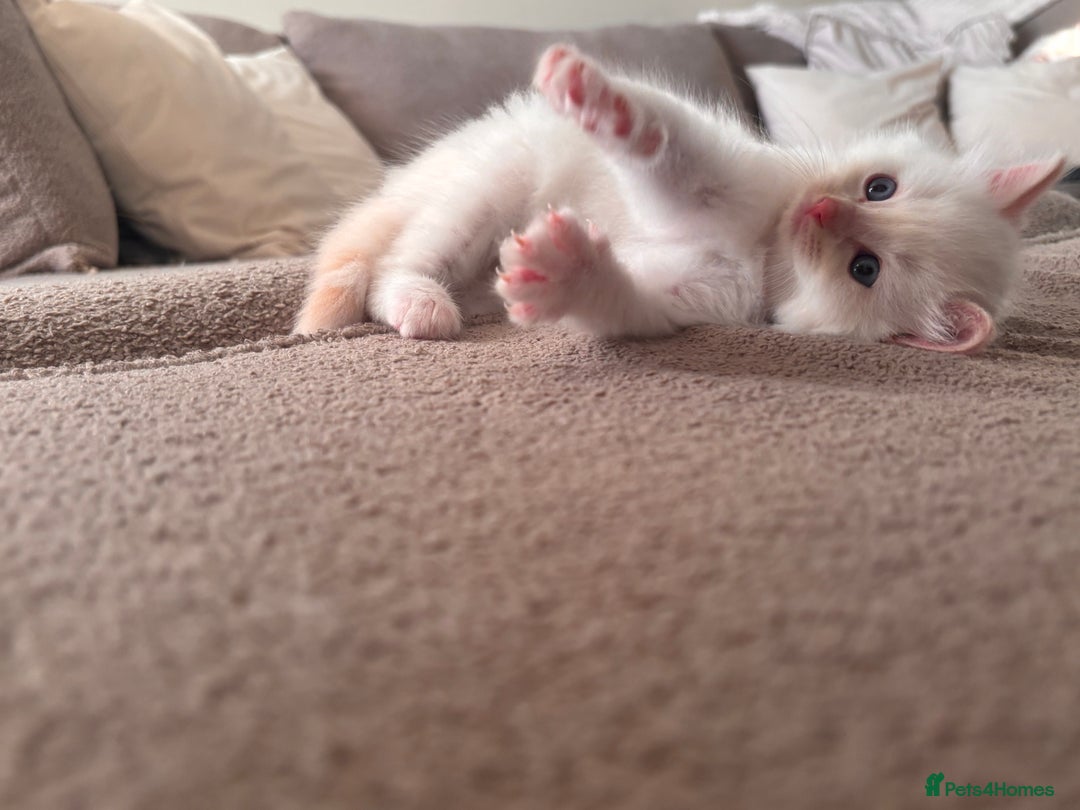 Ragdoll cats for sale: Ragdoll Kittens  - Image 26