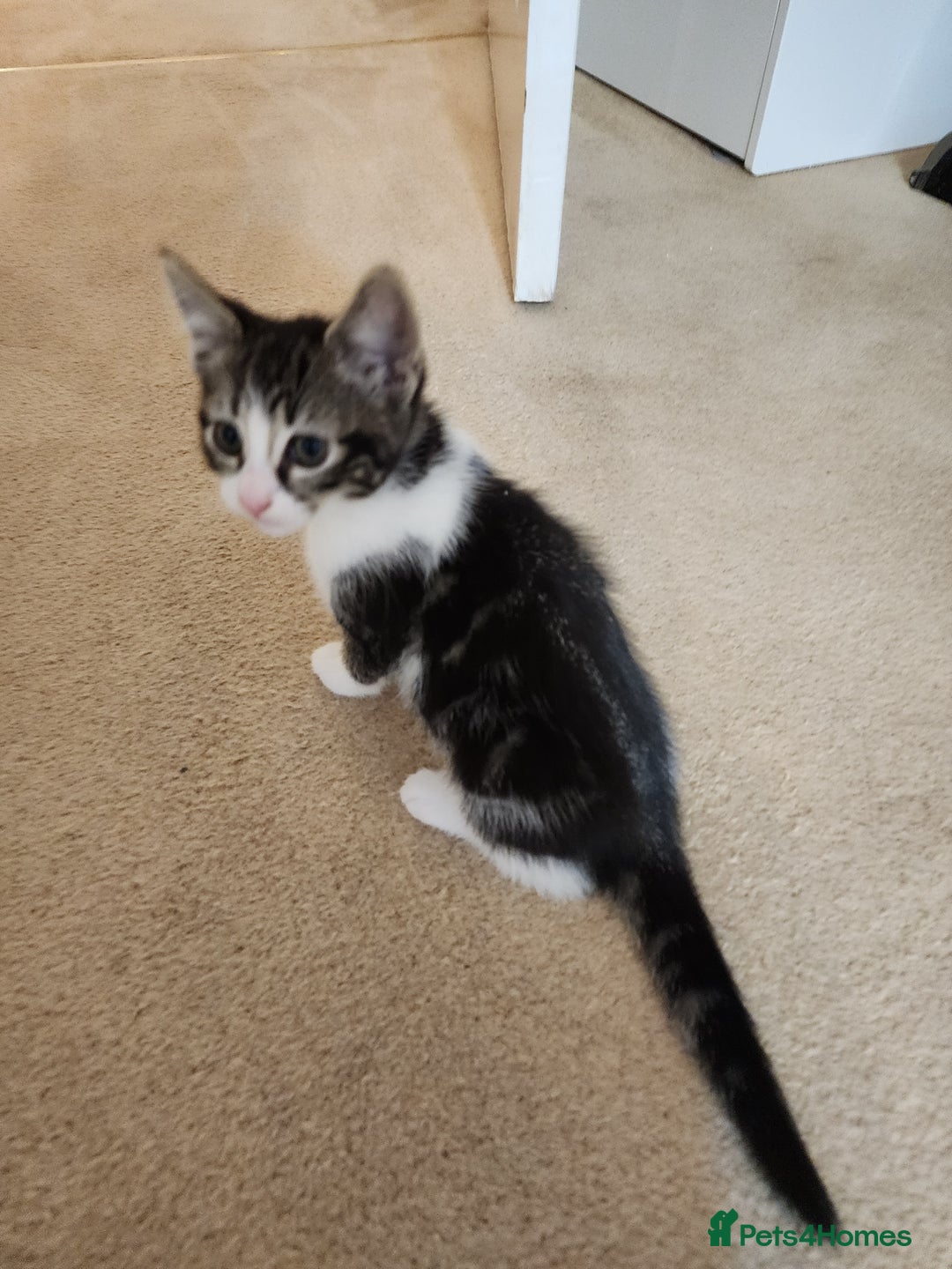 Mixed Breed cats for sale: Three playful mixed breed kittens for sale - Advert 8