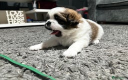 Mixed Breed dogs for sale: 6 beautiful Shih Tzu/Pomerianian puppies !  - Image 9