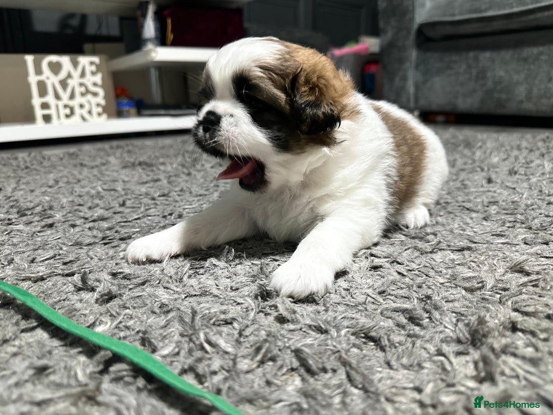 Mixed Breed dogs for sale: 6 beautiful Shih Tzu/Pomerianian puppies !  - Image 9