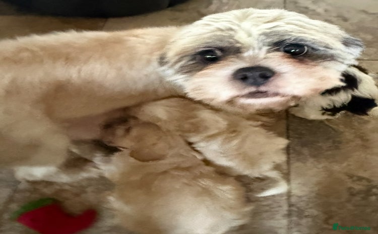 Shihpoo dogs Toy Shih-Poo Puppies (Shih-Tzu x Toy Poodle) - Advert 3