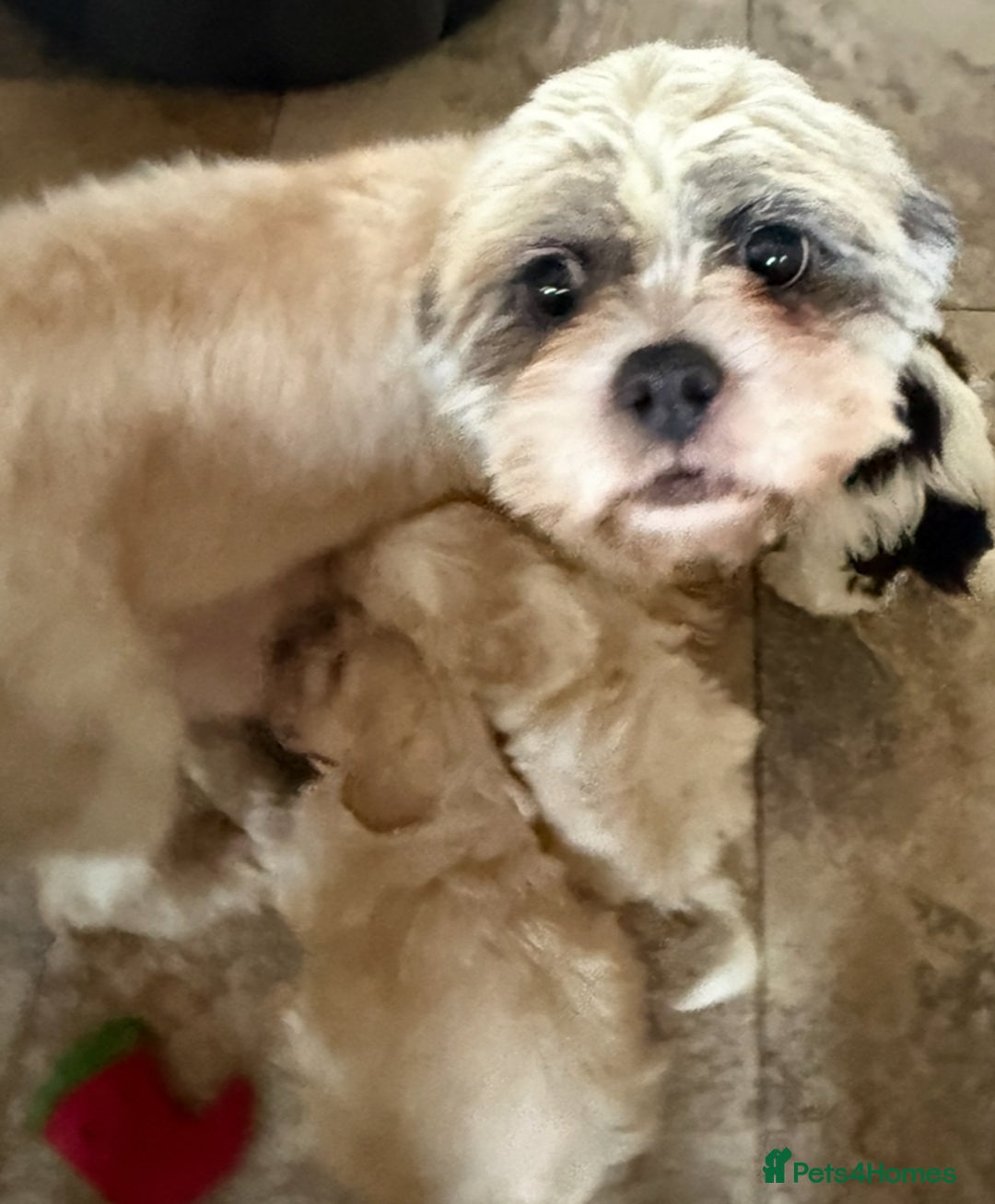 Shihpoo dogs for sale: Toy Shih-Poo Puppies (Shih-Tzu x Toy Poodle) - Advert 1