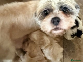 Shihpoo dogs Toy Shih-Poo Puppies (Shih-Tzu x Toy Poodle) - Advert 6