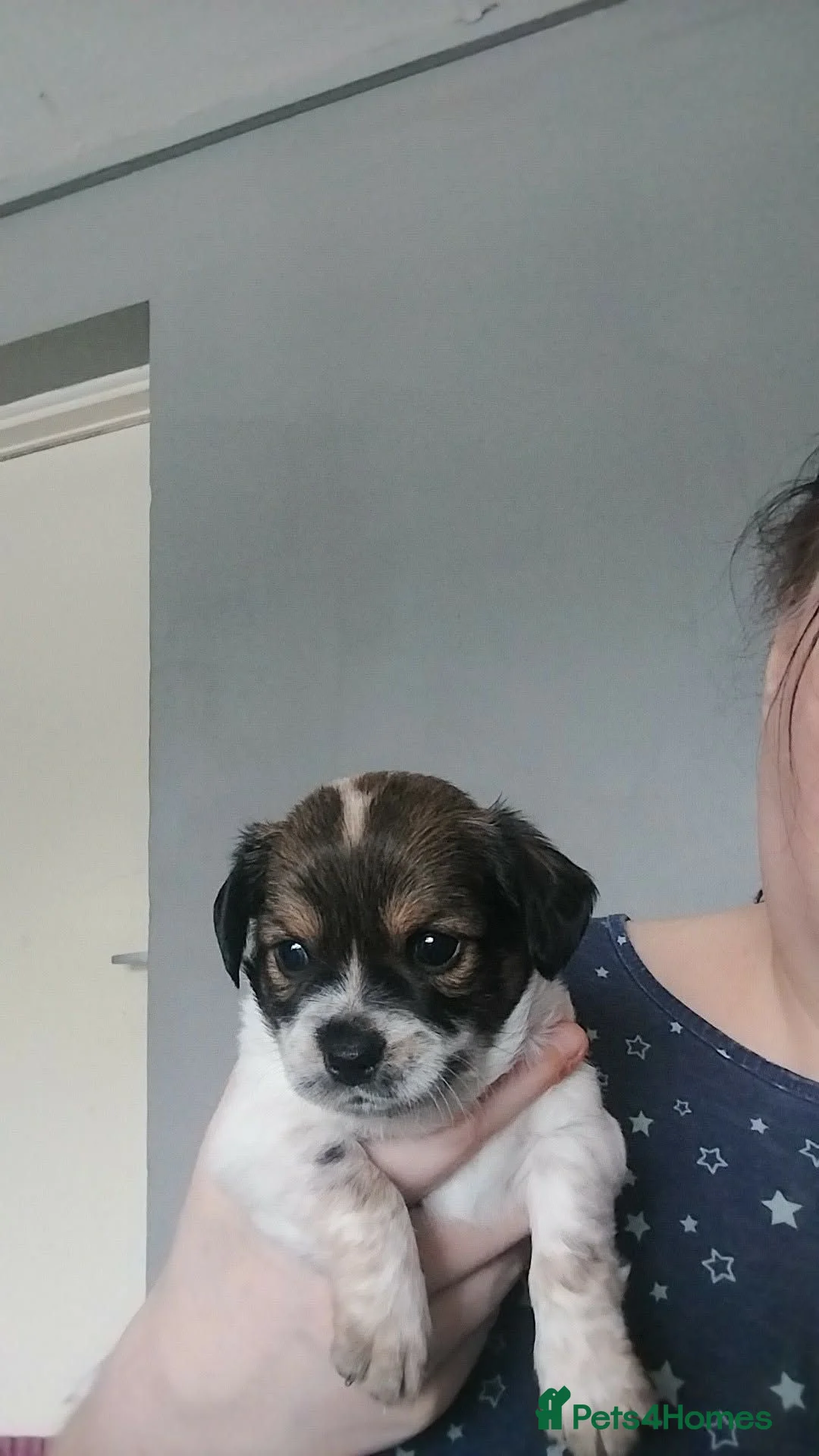 Chiweenie dogs for sale: 2 boys - Advert 1