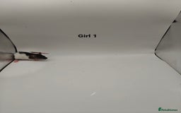 Rat rodents for sale: NOV: 18 Rats For Sale - Advert 7