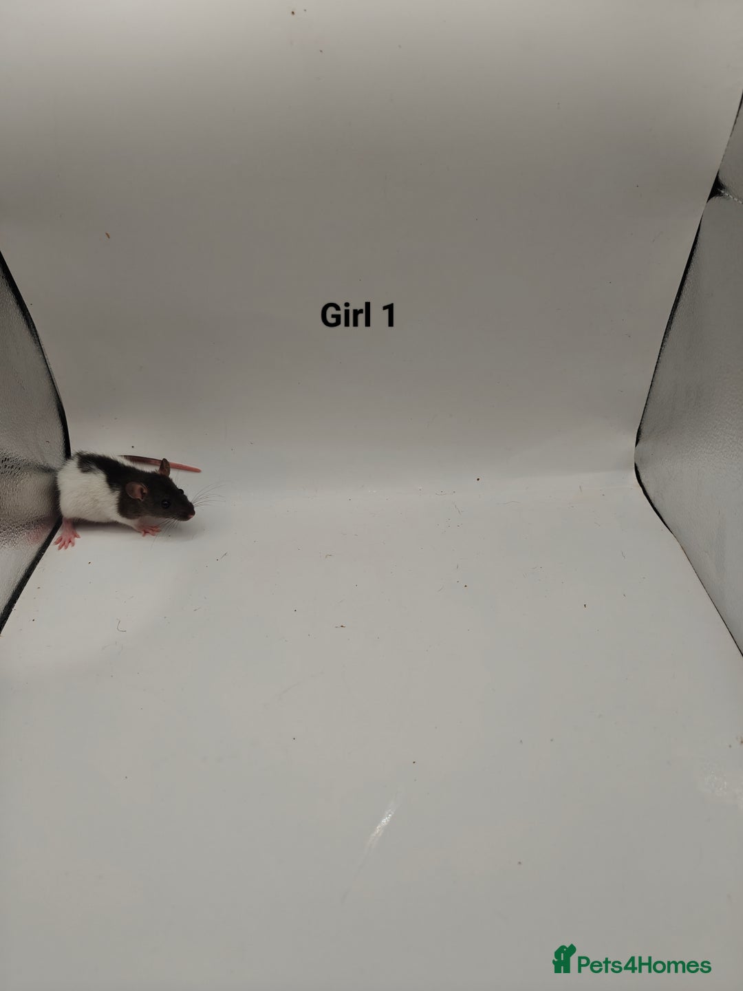 Rat rodents for sale: NOV: 18 Rats For Sale - Advert 7