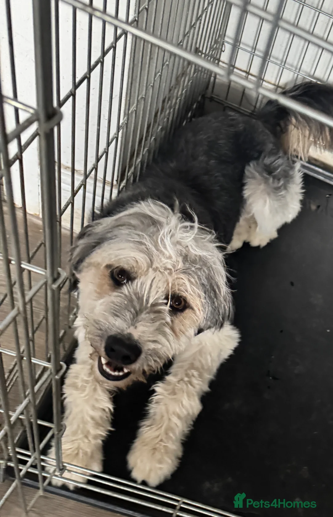 Mixed Breed dogs for sale: Lovely boy for sale  - Advert 1