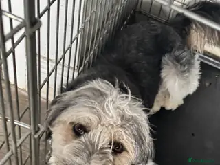 Mixed Breed dogs Lovely boy for sale - Advert 1