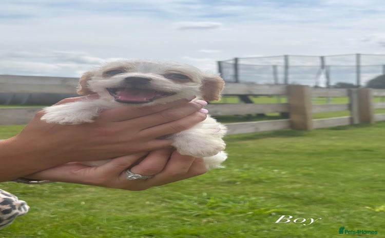Jack Russell dogs - Advert 12