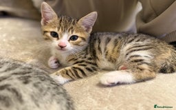 Bengal cats for sale: Stunning silver bengal cross - Image 8