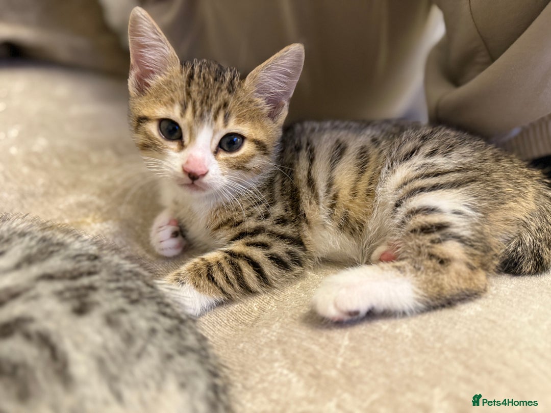 Bengal cats for sale: Stunning silver bengal cross - Image 8