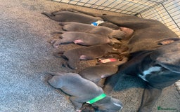 Staffordshire Bull Terrier dogs for sale: Blue staffy - Image 2