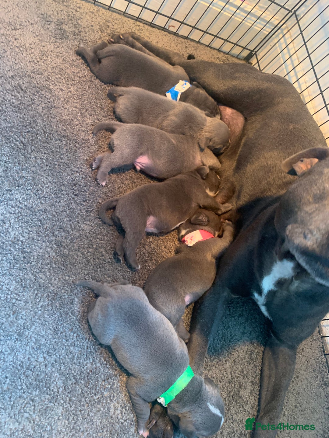 Staffordshire Bull Terrier dogs for sale: Blue staffy - Image 2