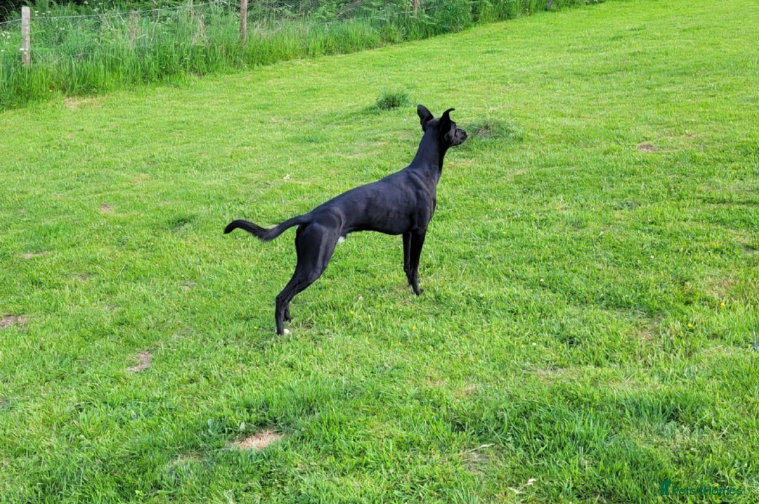 Lurcher dogs for stud: 🌟 Lurcher Stud Available 🌟  - Image 5