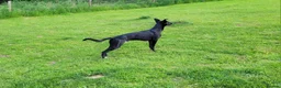 Lurcher dogs for stud: 🌟 Lurcher Stud Available 🌟  - Advert 7