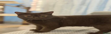 British Shorthair Kitten 1