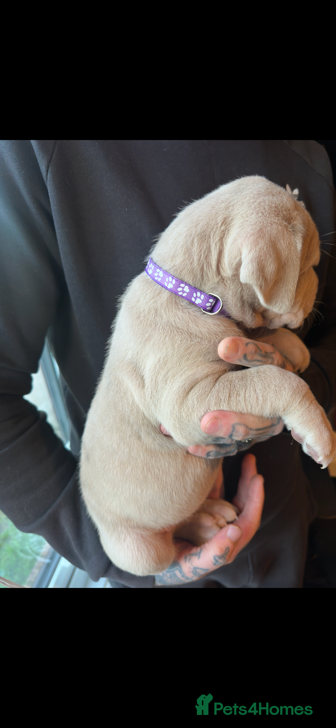 Mixed Breed dogs for sale: Presa X Neo puppies - Advert 20