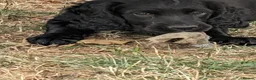 Sprocker dogs for sale: Sprocker Boys - Advert 12
