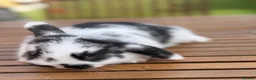 Mini Lion Lop rabbits for sale: 4 baby mini lion lop bunnies - Advert 9