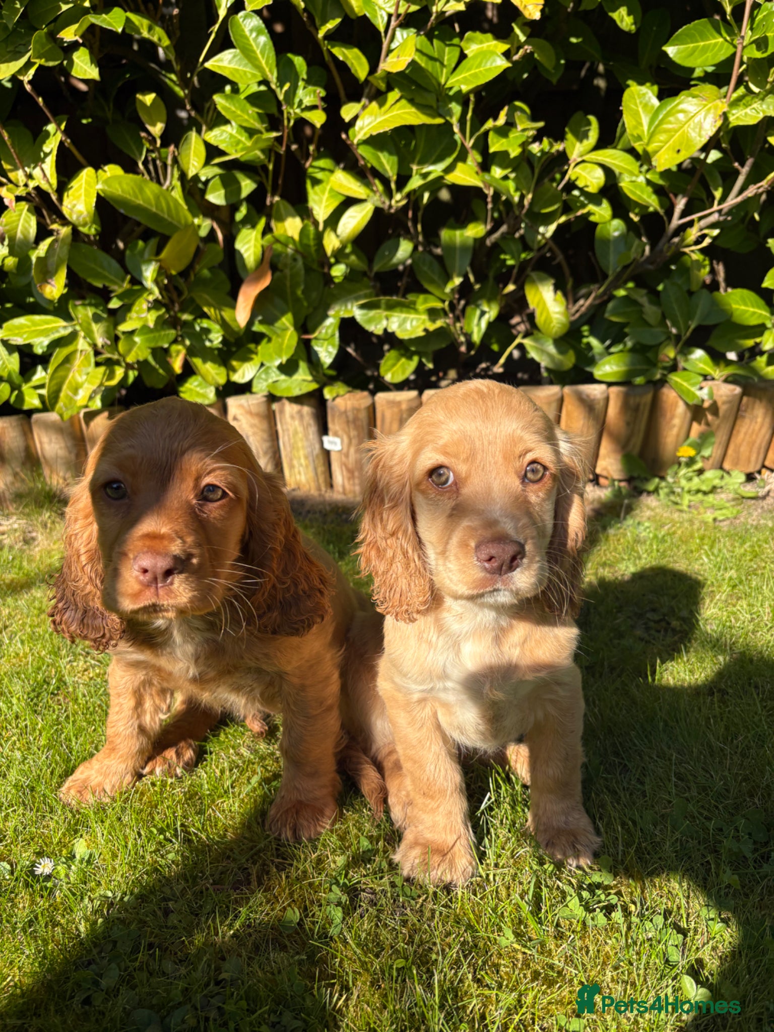 Cocker Spaniel dogs Cocker spaniel puppies  - Advert 1