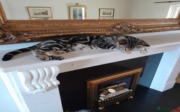 Savannah cats for sale: SOLD Pedigree TICA Reg F5 Savannah Boy Kitten - Image 3