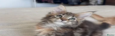 Maine Coon 3