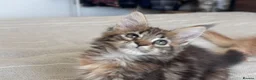 Maine Coon cats for sale: Maine Coon active kittens - Advert 5