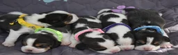 Beagle dogs for sale: Beautiful beagle puppies  in Rugby - Advert 7