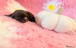 Cocker Spaniel dogs for sale: Stunning litter of show cocker spaniels  - Image 27