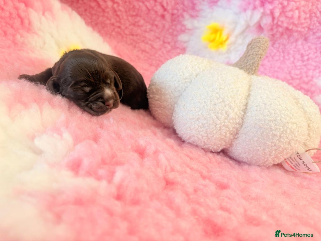 Cocker Spaniel dogs for sale: Stunning litter of show cocker spaniels  - Image 27