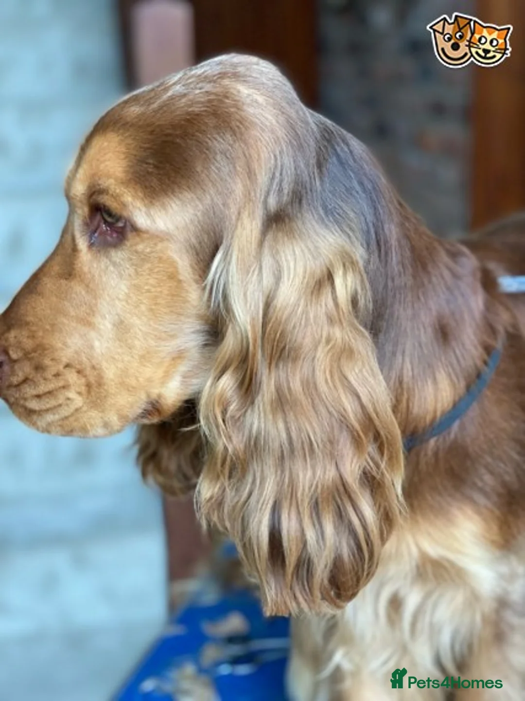 Cocker Spaniel dogs for stud: Stunning Proven Chocolate Sable for Stud in Doncaster - Advert 9