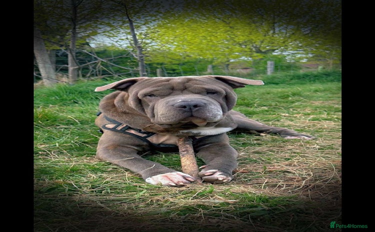 Shar Pei dogs - Advert 1