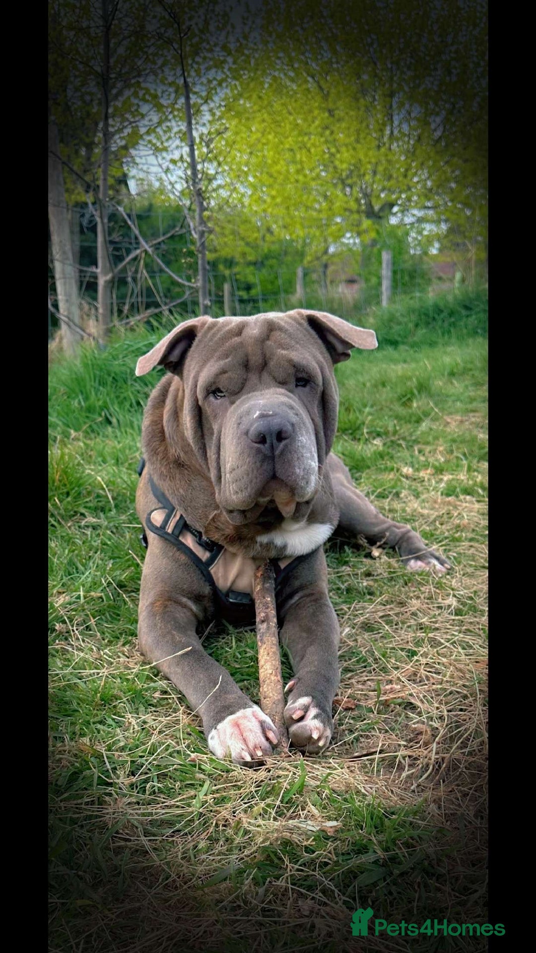 Shar Pei dogs for stud: Big Ted For Stud - Image 2