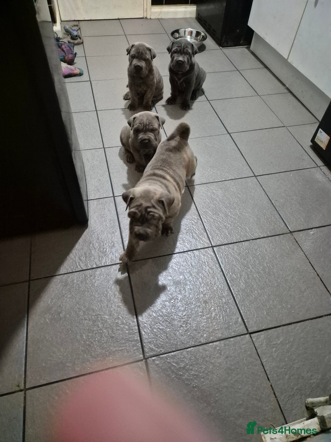 Mixed Breed dogs for sale: Cane corso x shar pei  - Image 1