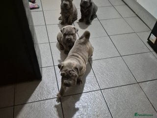 Mixed Breed dogs - Advert 1