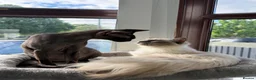 Ragdoll cats for sale: Ragdoll active registration  - Advert 5