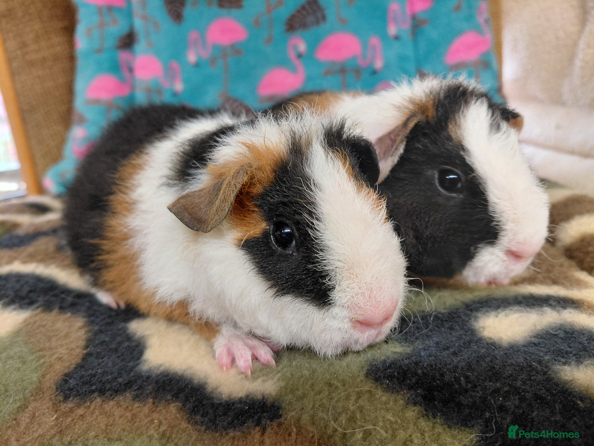 Guinea Pig rodents Baby Longhaired Boars Texel/Merino/Teddies RTR  - Advert 8