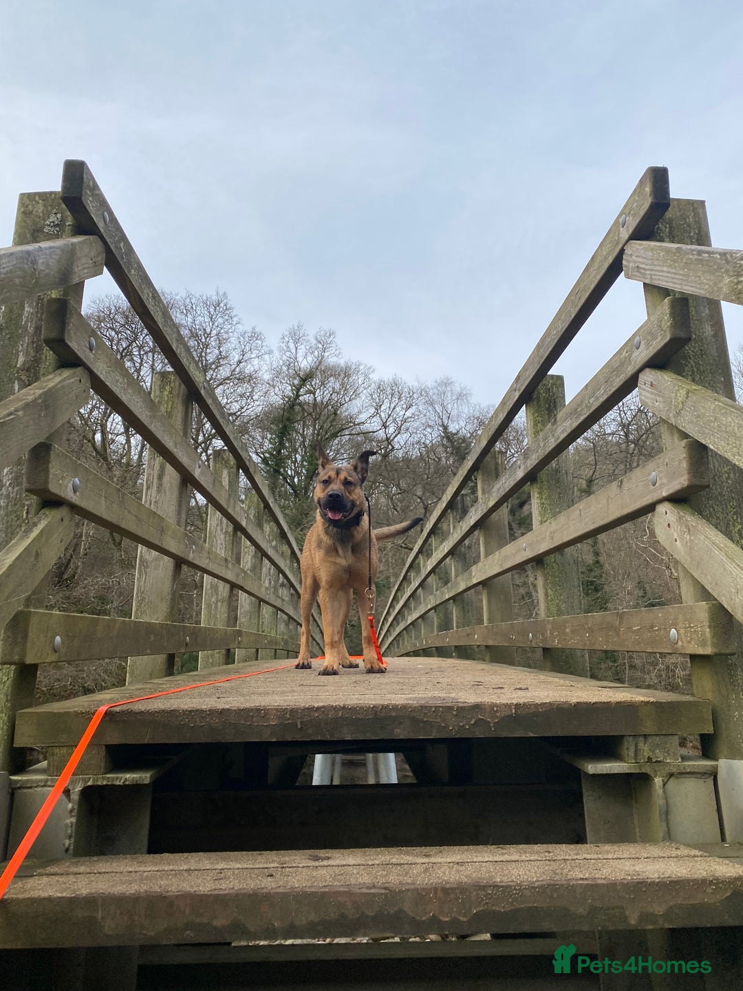 Mixed Breed dogs for sale: 7 Month Old Bullherder Puppy for rehome - Advert 4