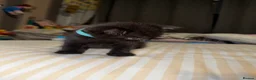 Mixed Breed cats for sale: RARE BRITISH Shorthair&ScottishFold Kittens - Advert 21