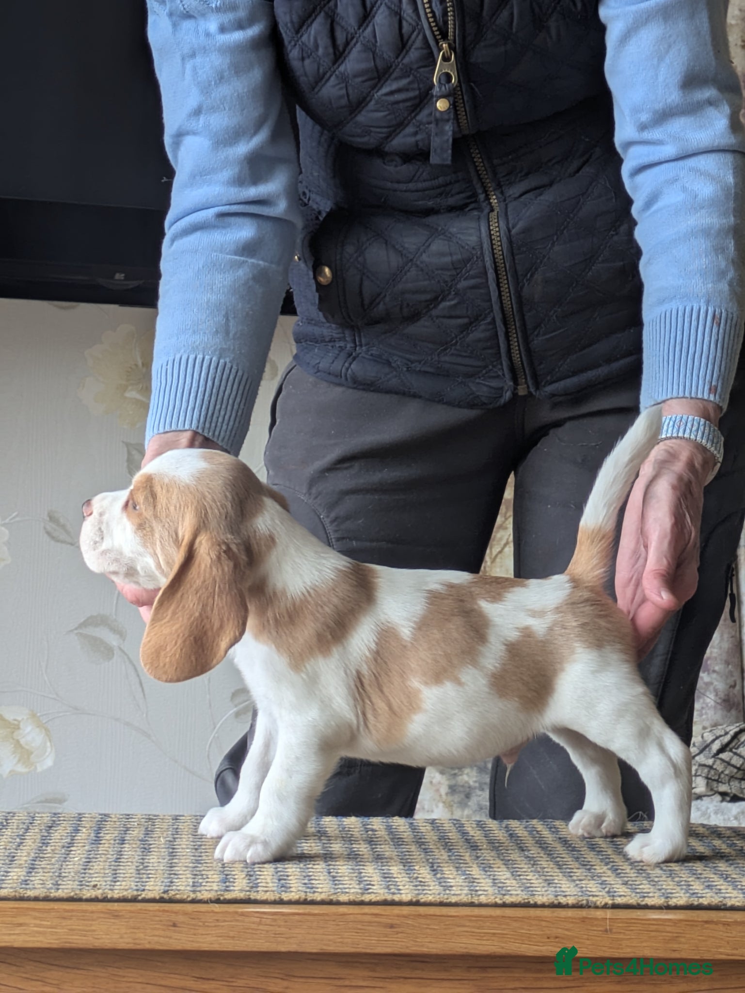 Beagle dogs Beagle puppies  - Advert 2