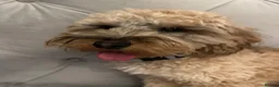 Cockapoo dogs for stud: 2 year old cockapoo male for stud - Advert 8