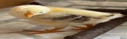 Chickens poultry for sale: Blacktail cockerel chicks available - Advert 5