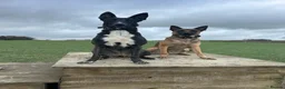 Mixed Breed dogs for sale: Belgian Malinois X  in Selkirk - Advert 10