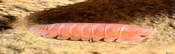 Isopods invertebrates for sale: Isopods for sale in the UK - Advert 1