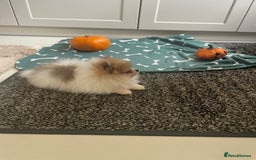 Pomeranian dogs for sale: Fluffy Pomeranian puppies - Image 6