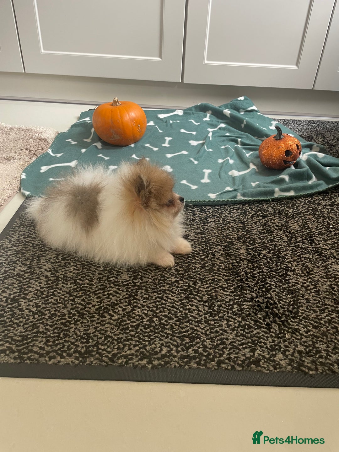 Pomeranian dogs for sale: Fluffy Pomeranian puppies - Image 6