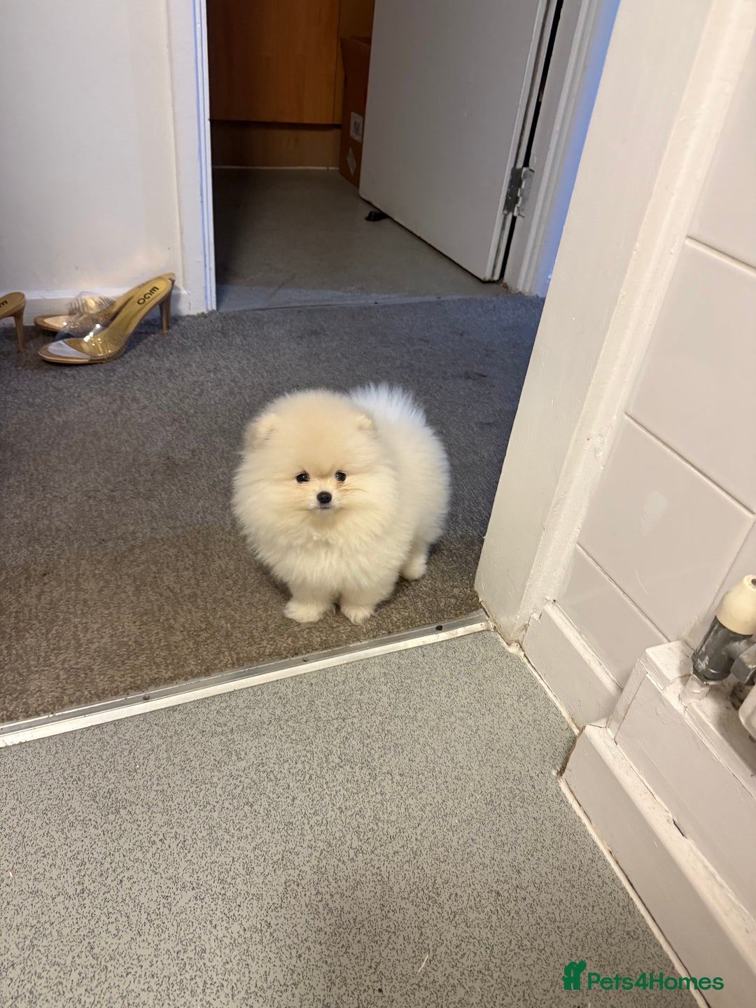 Pomeranian dogs for sale: Luxury  **  mini pedigree russian toy Pomeranian - Advert 5