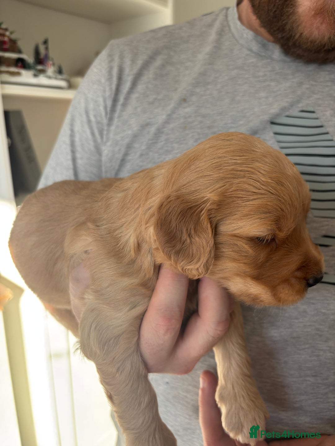 Mini Goldendoodle dogs for sale: F2 mini golden doodle puppies.  - Advert 11